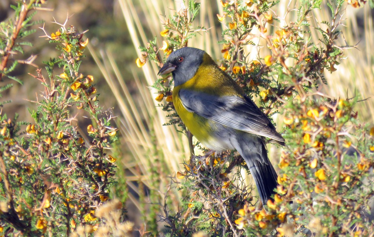 Gray-hooded Sierra Finch - ML647583434
