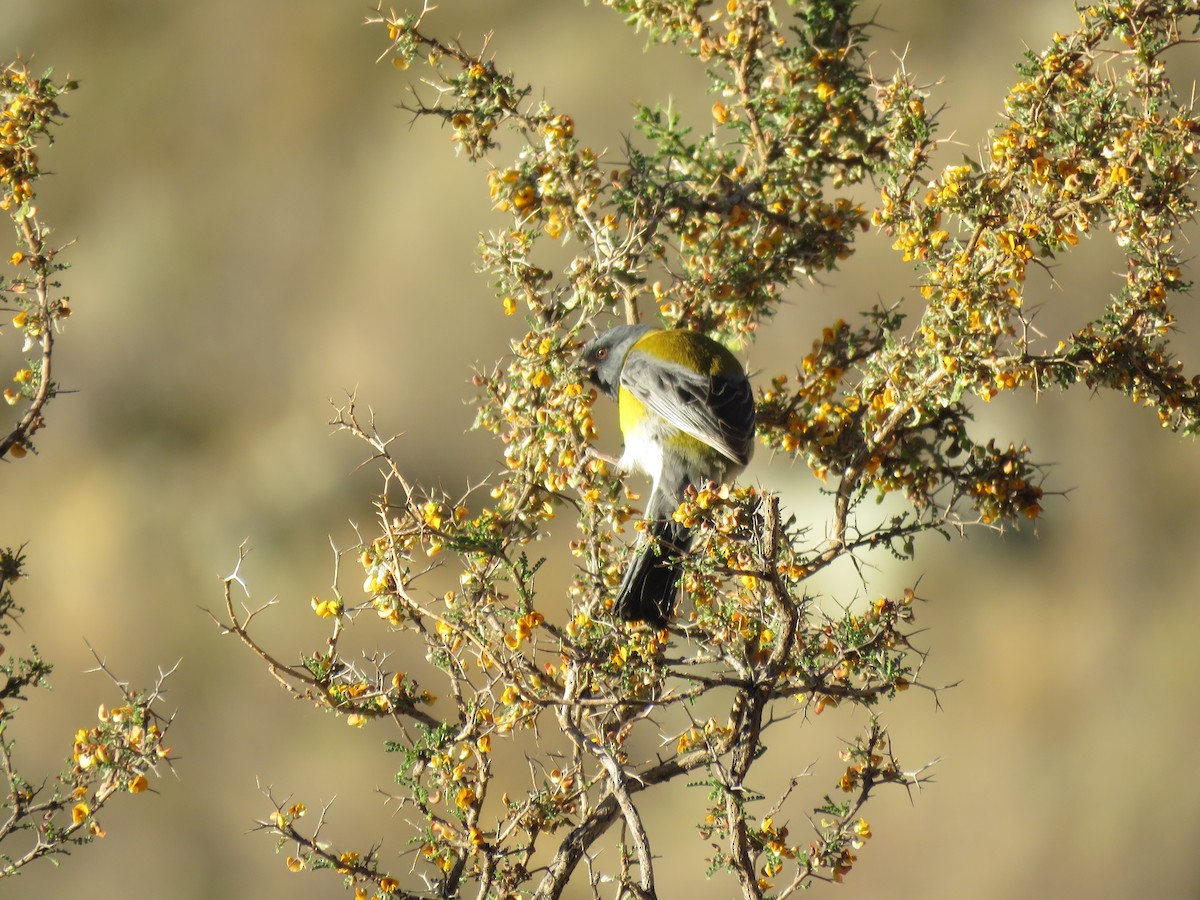 Gray-hooded Sierra Finch - ML647583435
