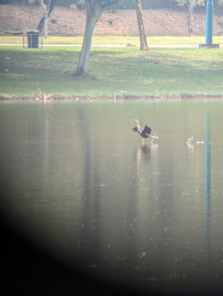 Oriental Darter - ML647583449