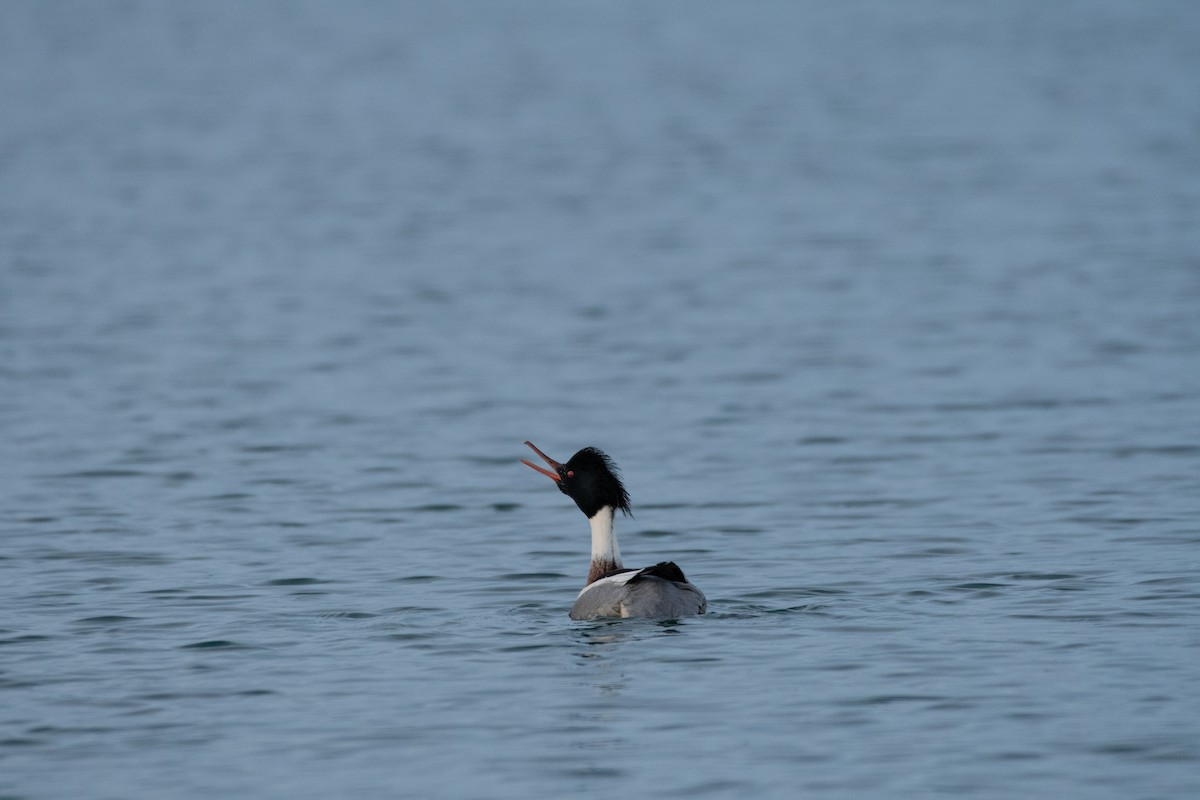 Red-breasted Merganser - ML647583453
