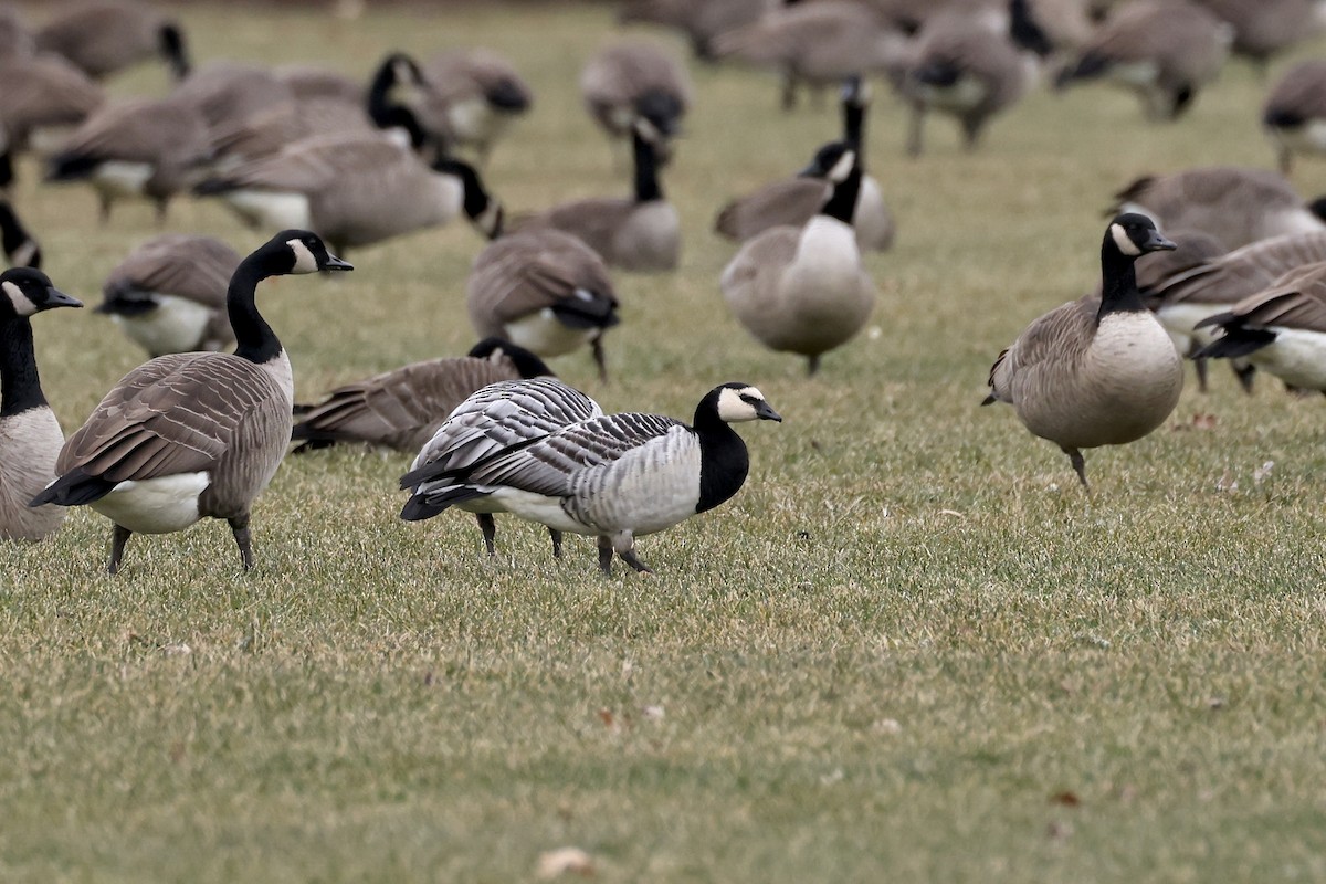 Barnacle Goose - ML647583456