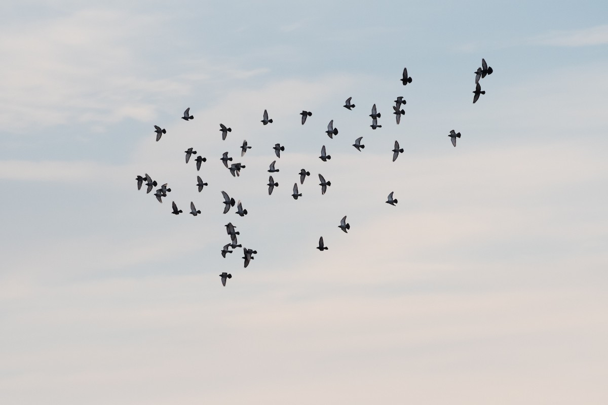 Piccione domestico - ML647583466