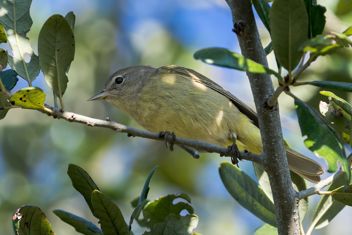 Orange-crowned Warbler - ML647583471