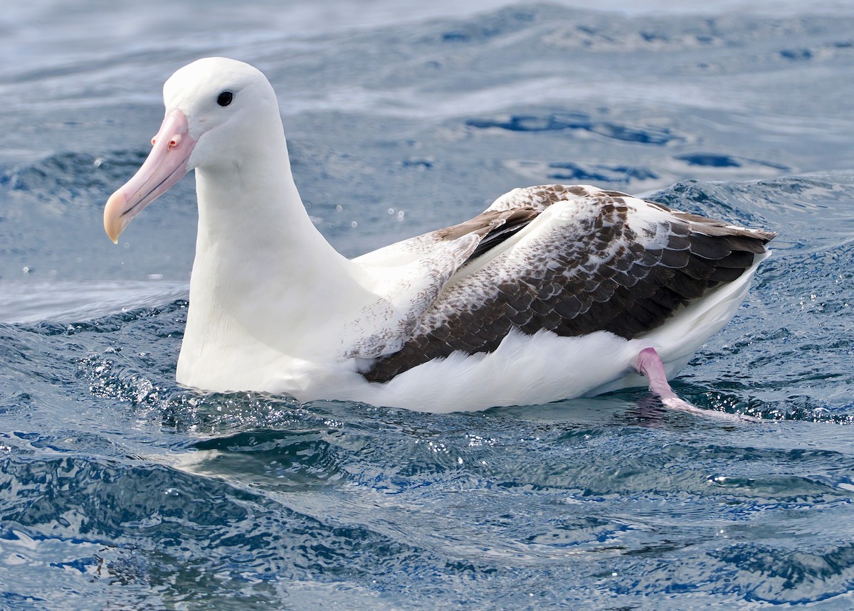 Southern Royal Albatross - ML647583477