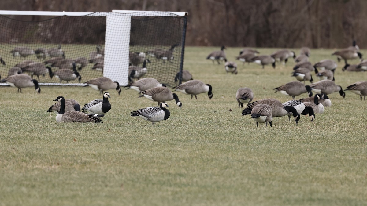 Barnacle Goose - ML647583486