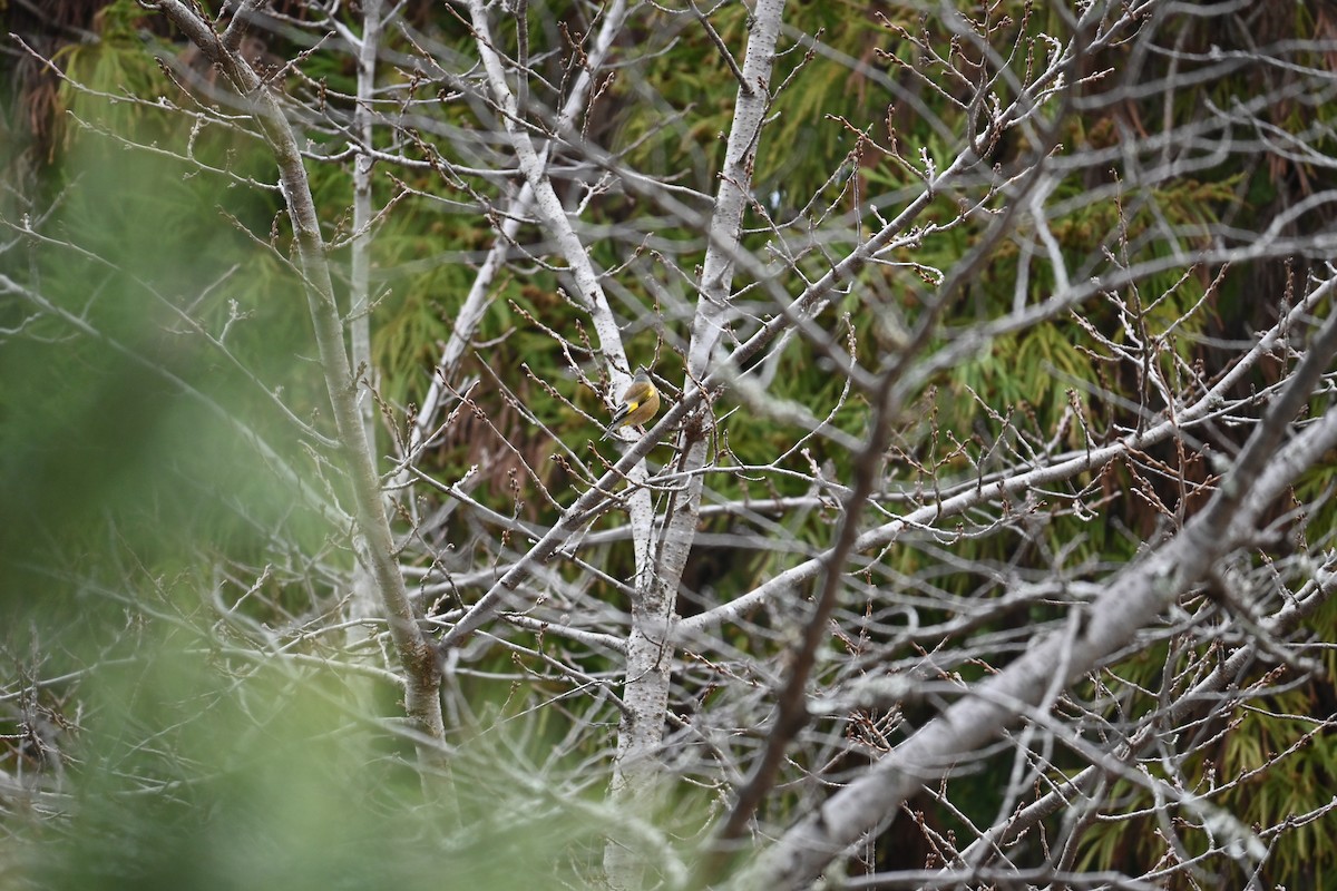 金翅雀 - ML647583492