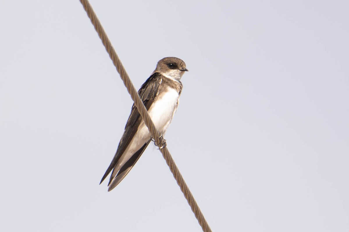 Tree Swallow - ML647583515