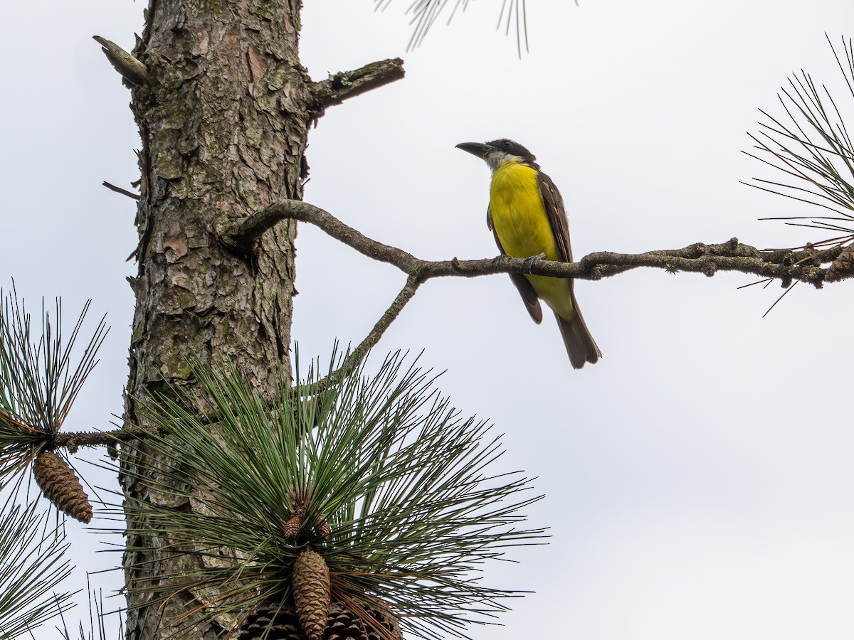 Boat-billed Flycatcher - ML647583516