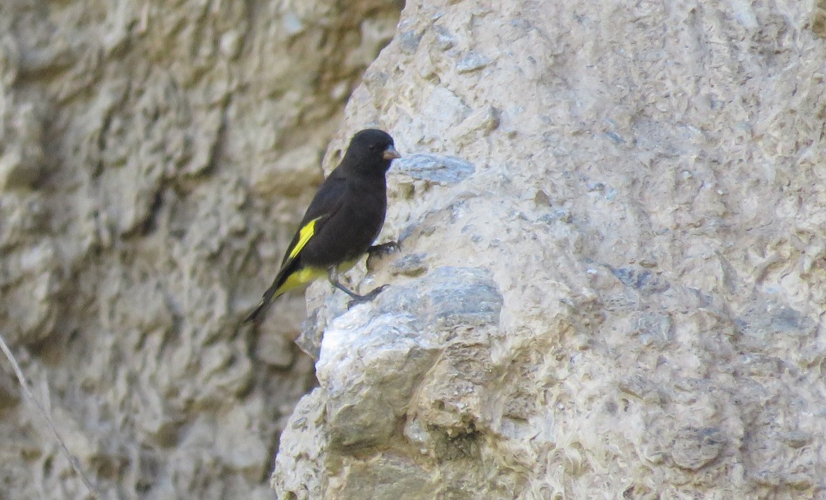 Black Siskin - ML647583528