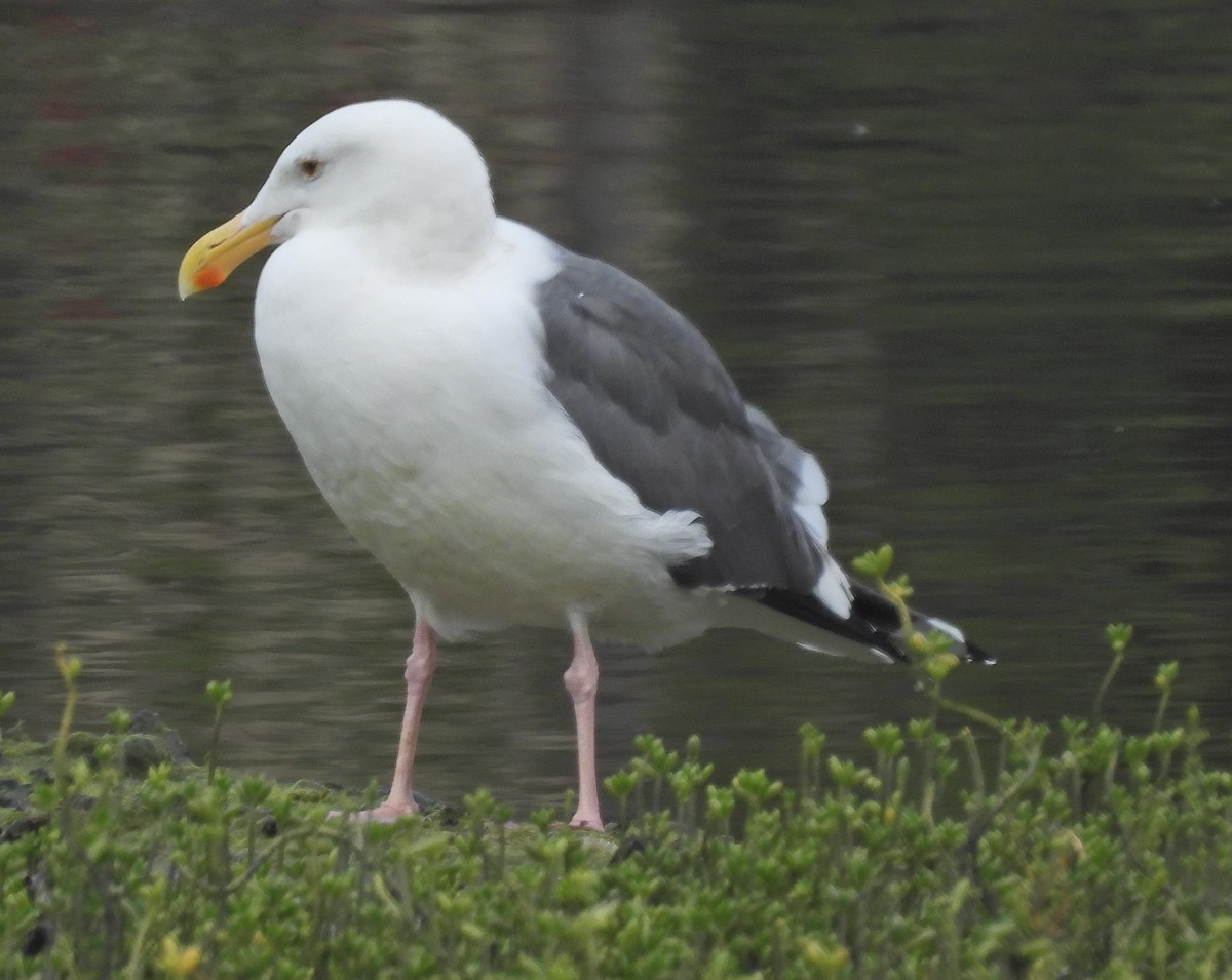Gaviota Occidental - ML647583546