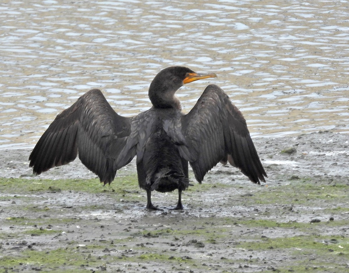 Cormoran à aigrettes - ML647583558