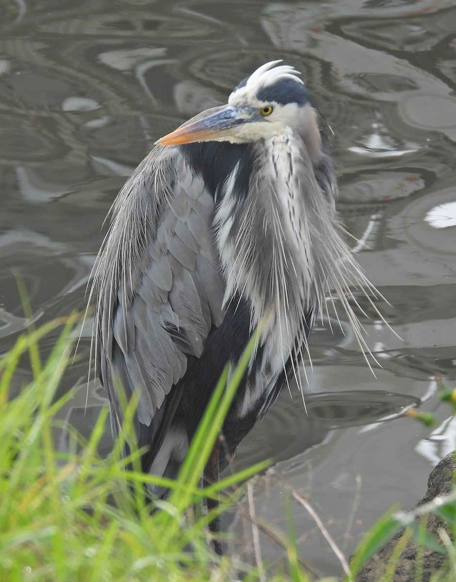 Great Blue Heron - ML647583578