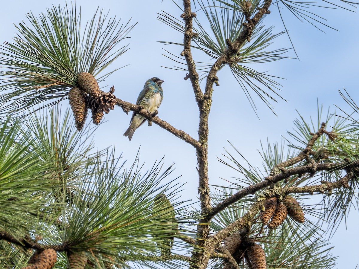 Swallow Tanager - ML647583582