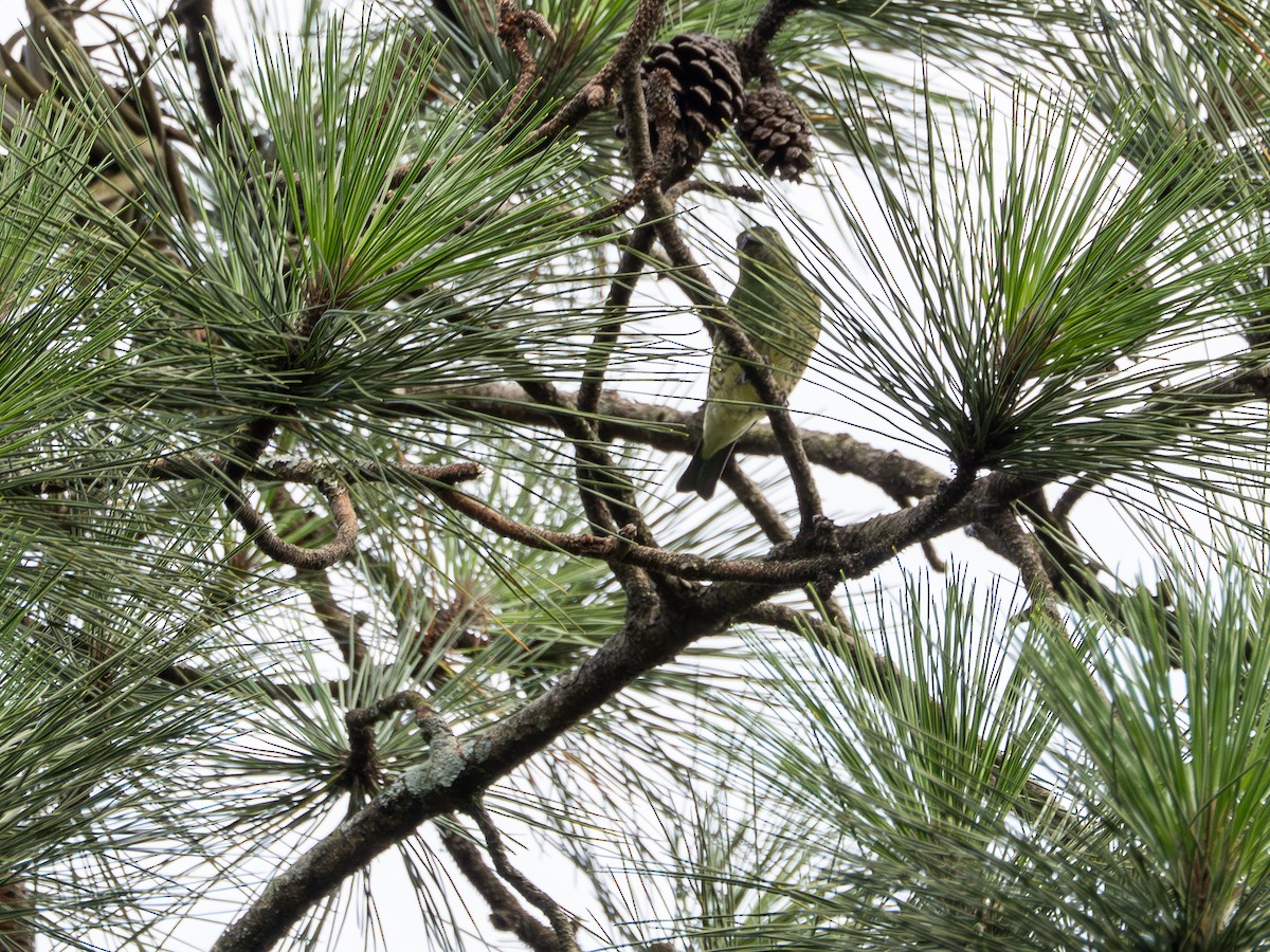 Swallow Tanager - ML647583583