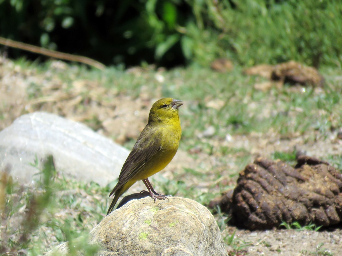 Greenish Yellow-Finch - ML647583589