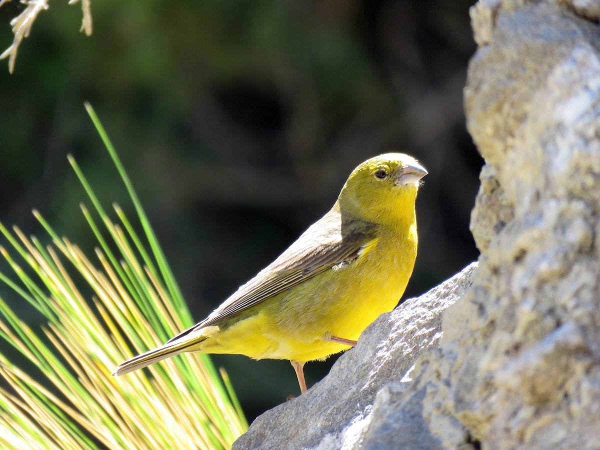 Greenish Yellow-Finch - ML647583596