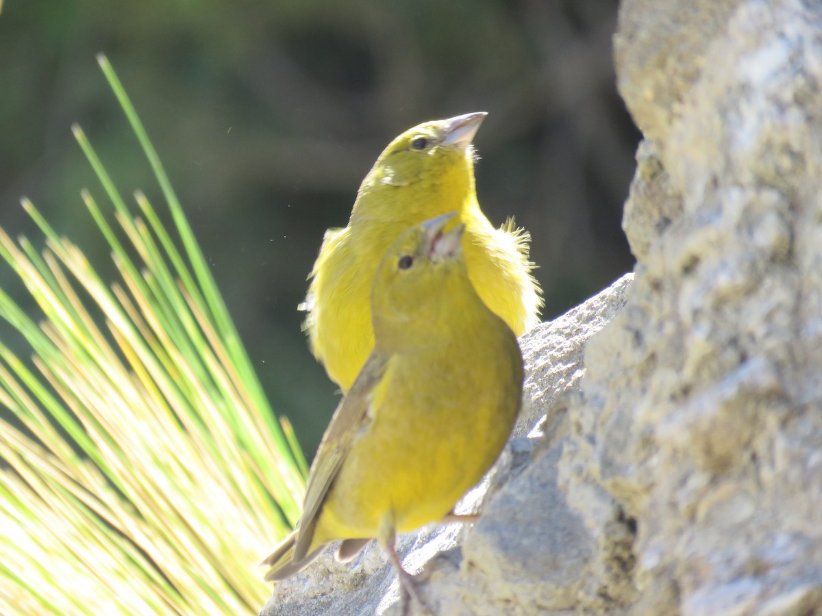 Greenish Yellow-Finch - ML647583600