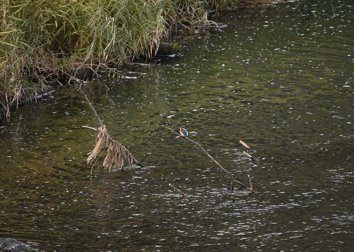 翠鳥 - ML647583602