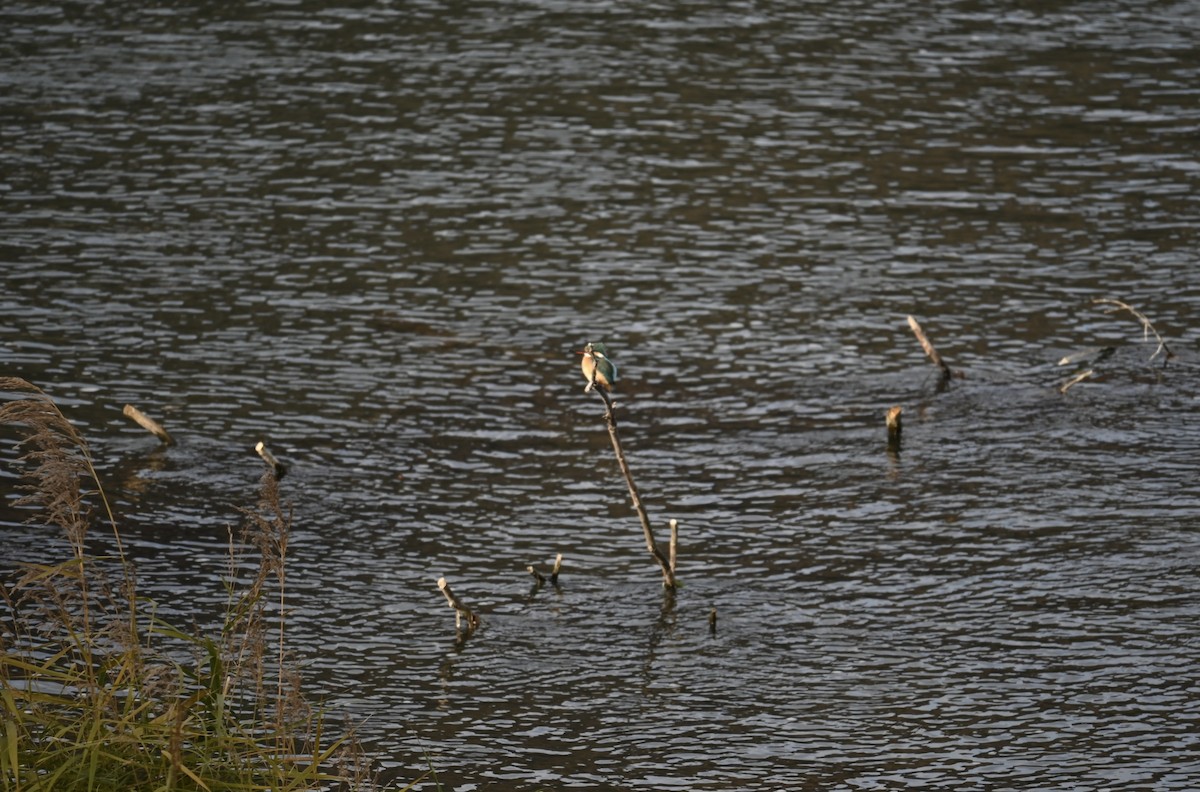 翠鳥 - ML647583603