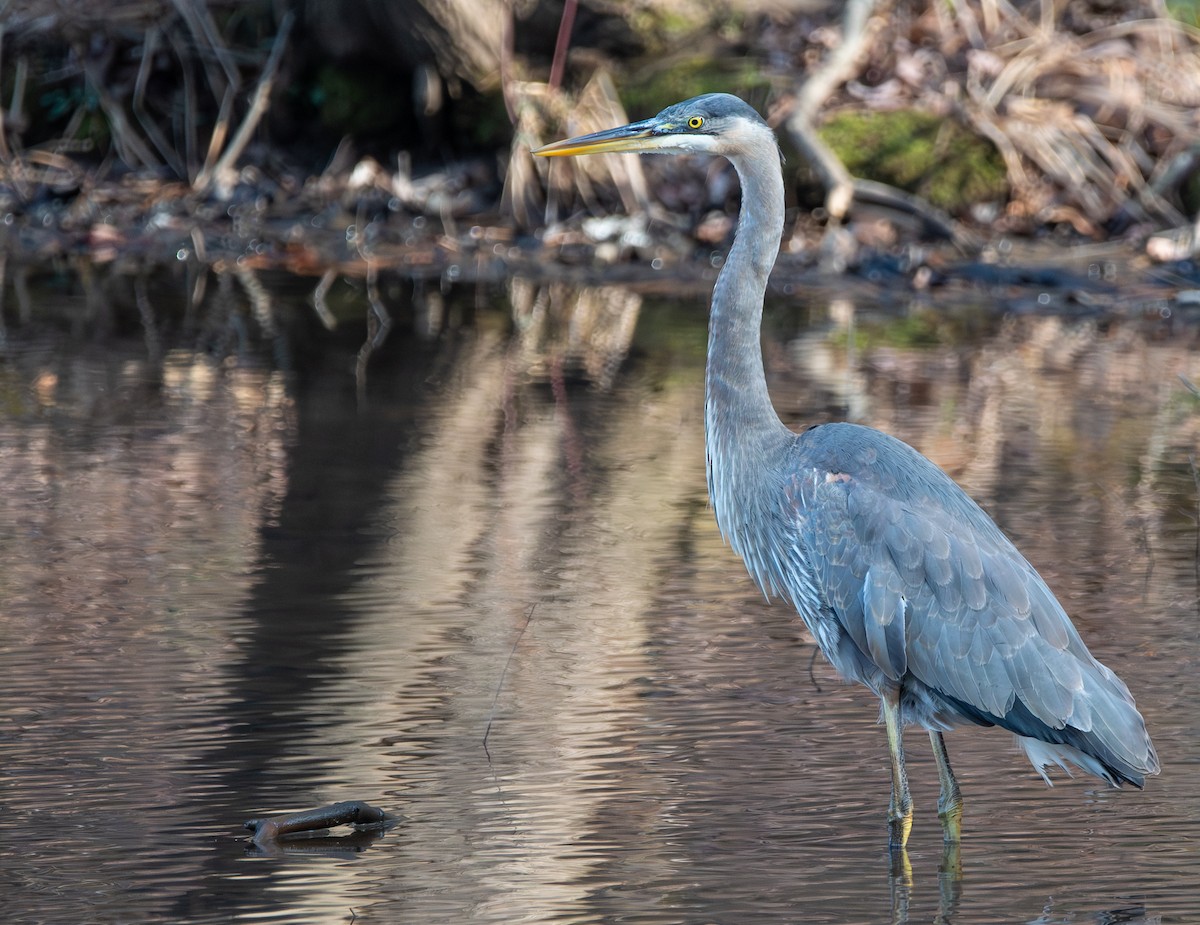 Great Blue Heron - ML647583609