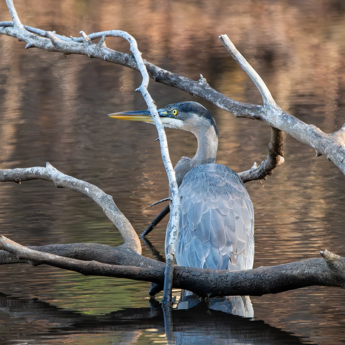 Great Blue Heron - ML647583610