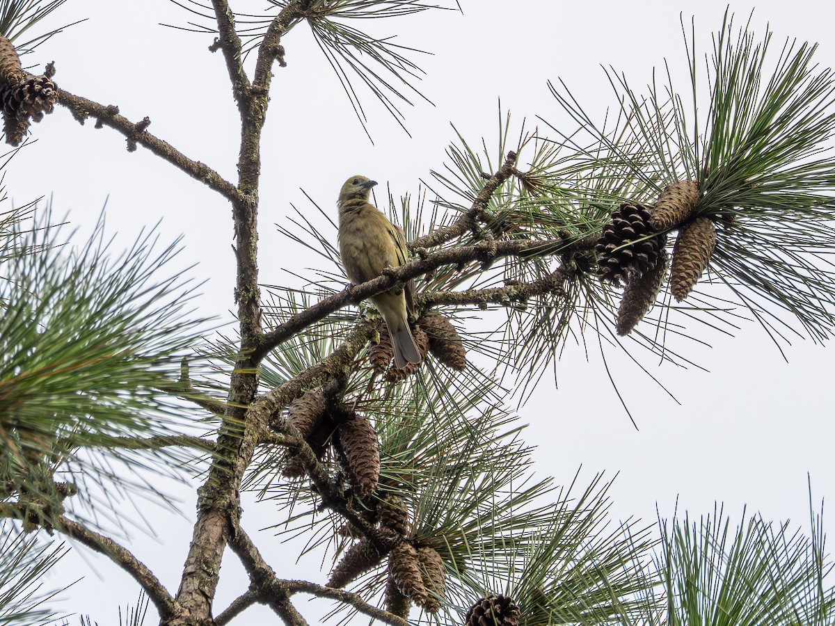 Palm Tanager - ML647583619