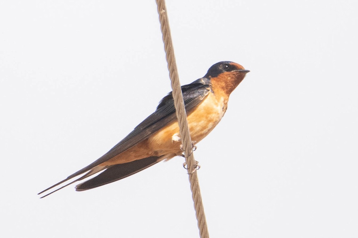 Ластівка сільська - ML647583628