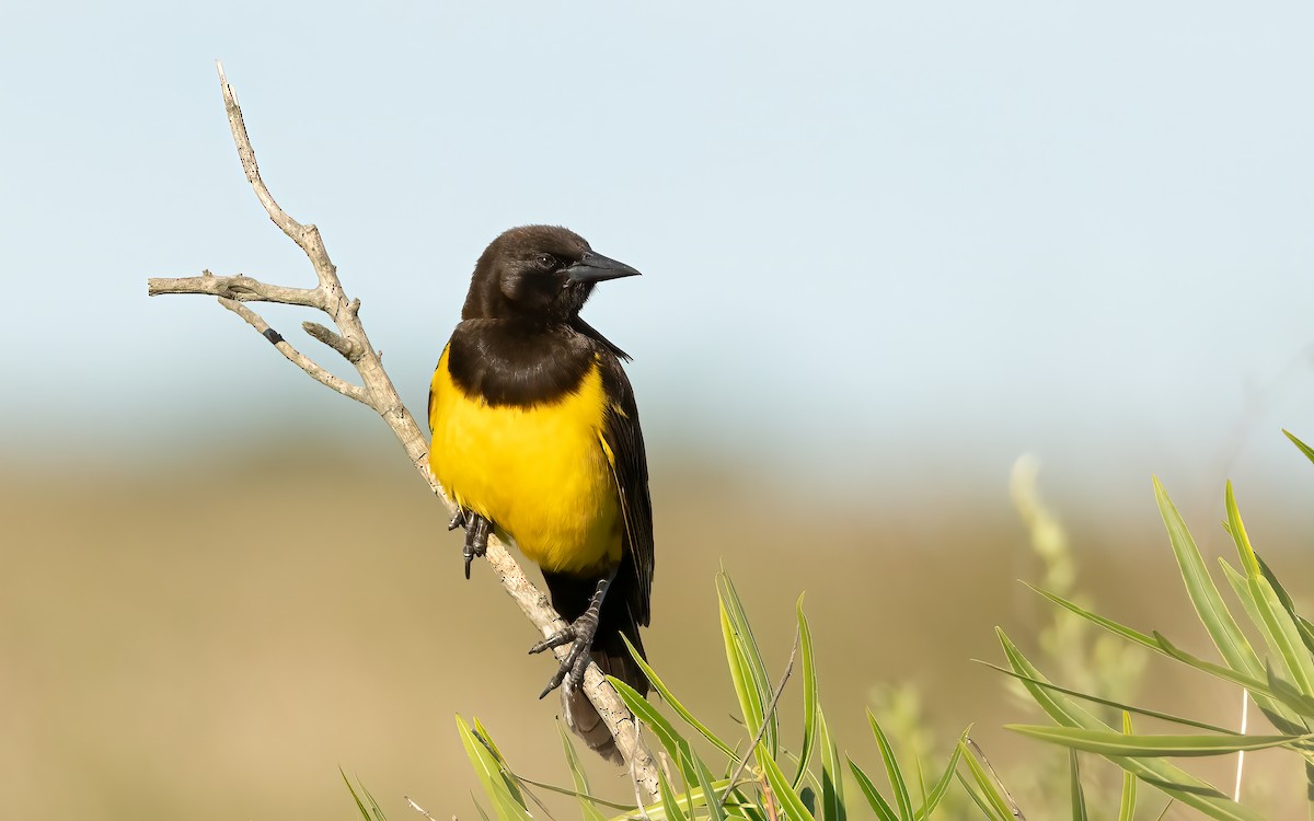 Yellow-rumped Marshbird - ML647583655