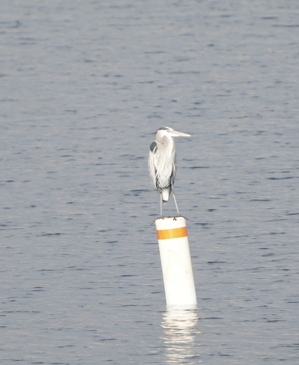 Great Blue Heron - ML647583661