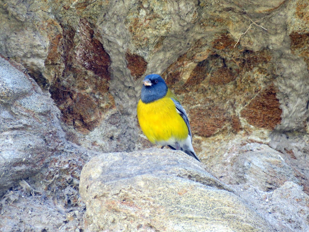 Gray-hooded Sierra Finch - ML647583664