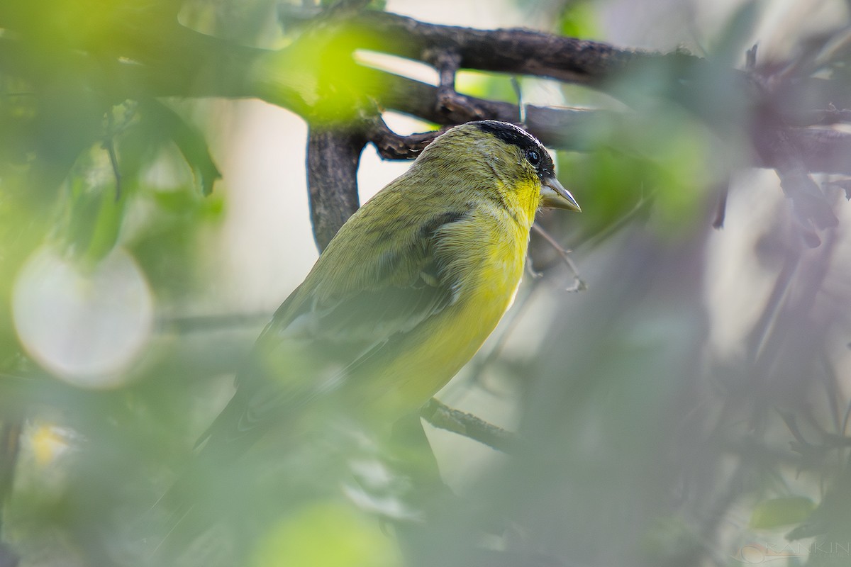 Lesser Goldfinch - ML647583667
