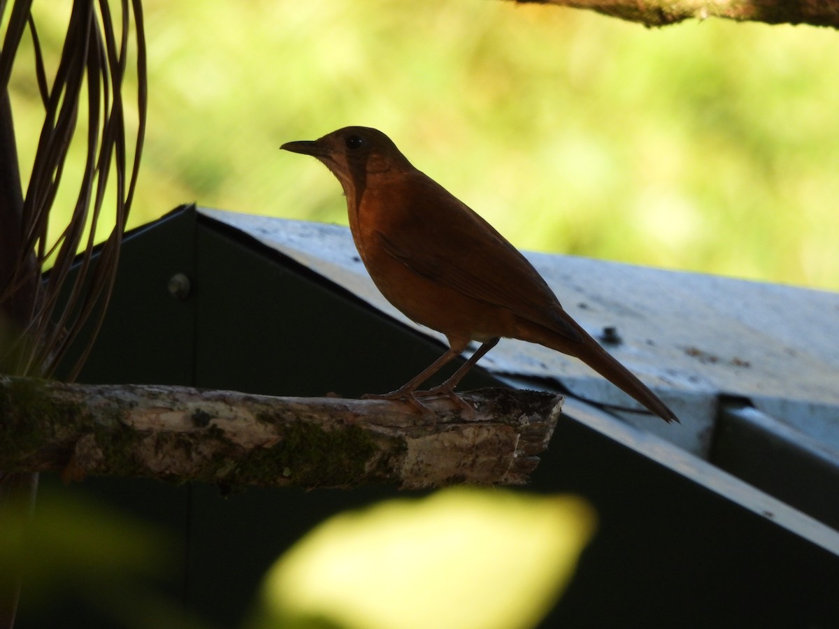 Cocoa Thrush - ML647583669