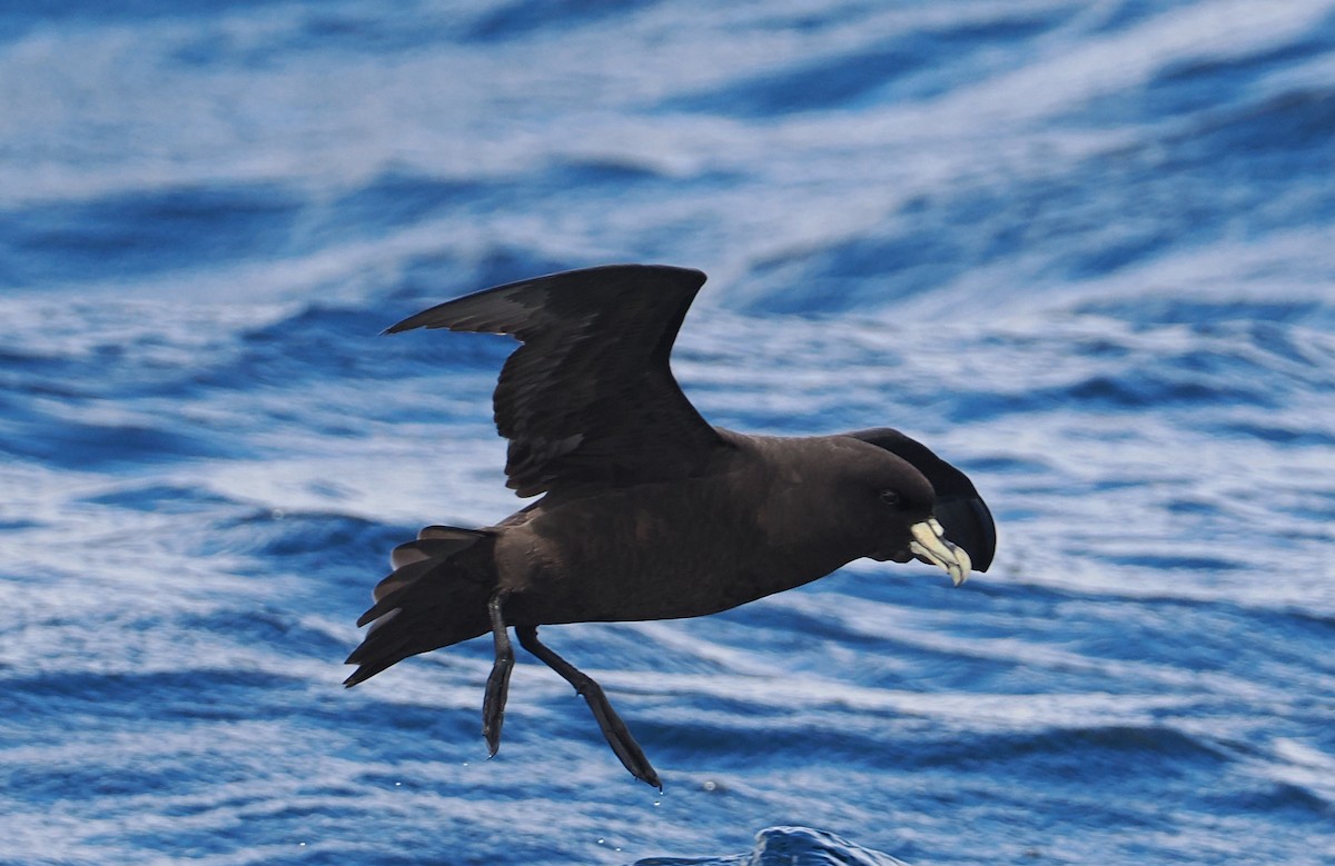 White-chinned Petrel - ML647583671