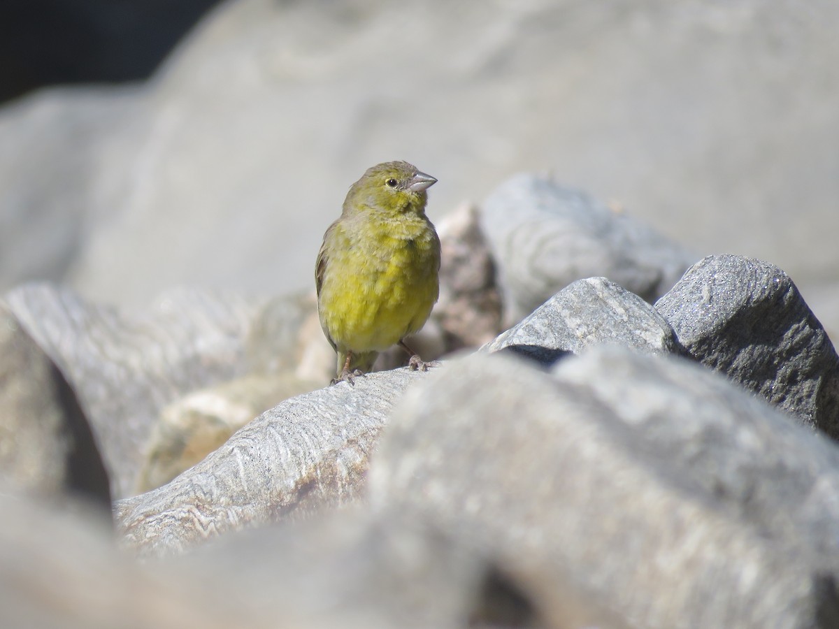 Greenish Yellow-Finch - ML647583703
