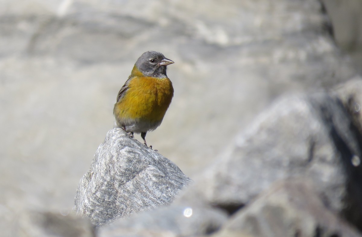 Gray-hooded Sierra Finch - ML647583713