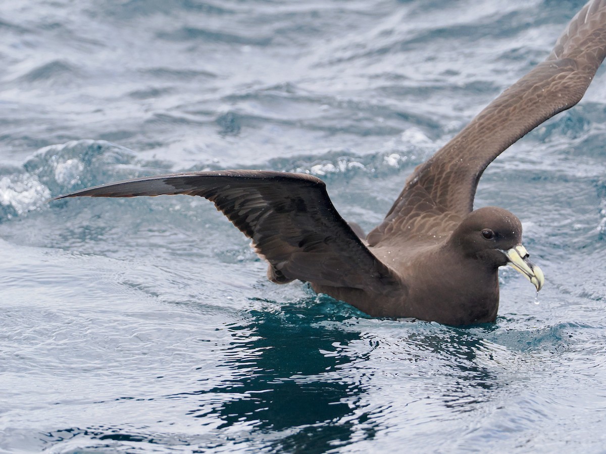 White-chinned Petrel - ML647583724