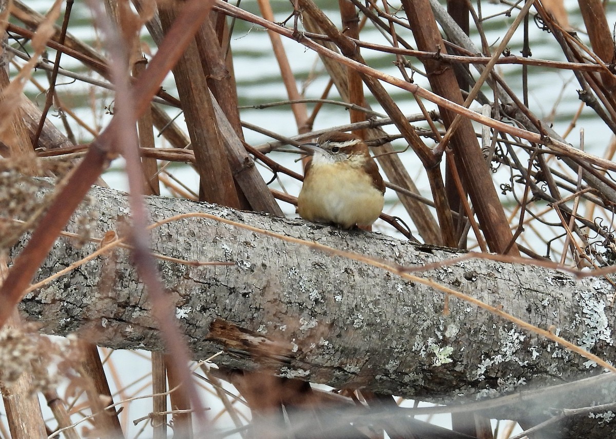 Поплітник каролінський - ML647583728
