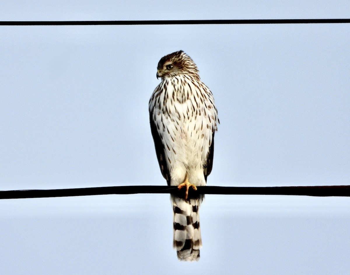 クーパーハイタカ - ML647583749