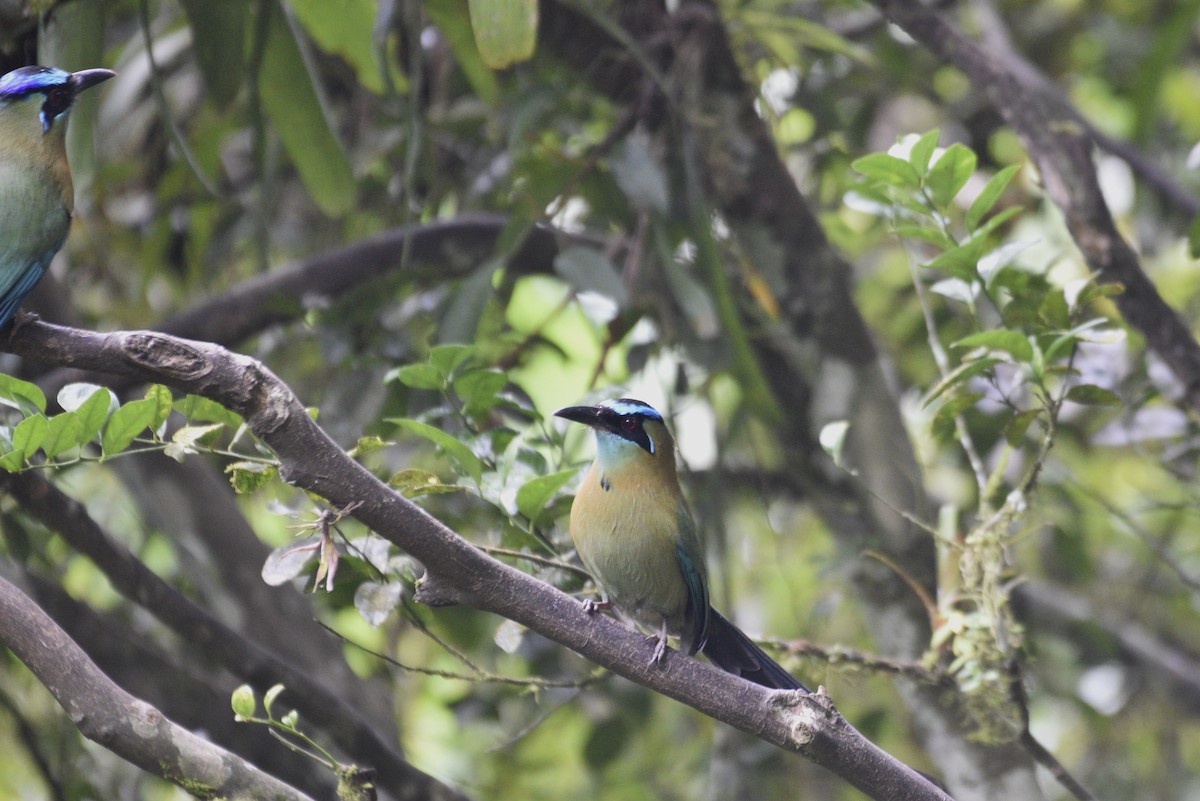 Lesson Motmotu - ML647583751