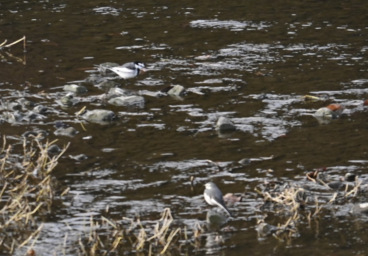 白鶺鴒 - ML647583770