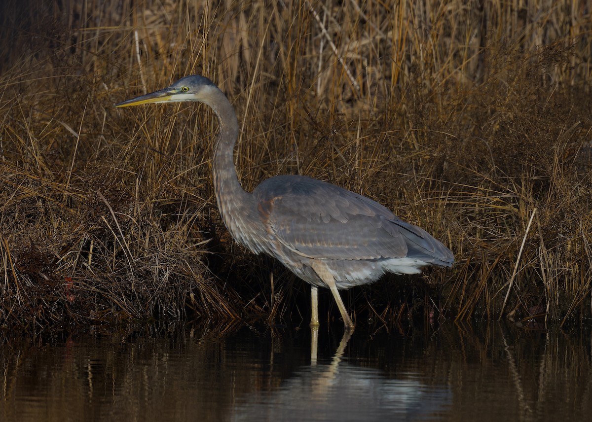 Great Blue Heron - ML647583785