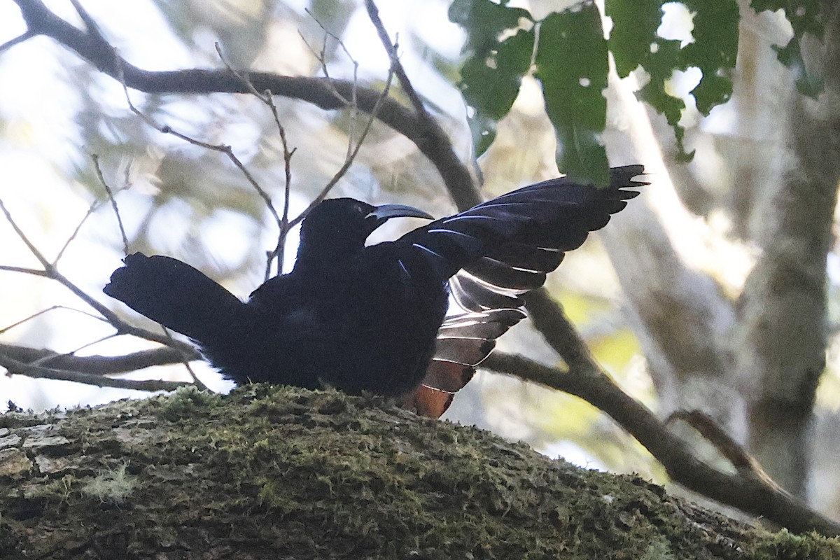 Paradise Riflebird - ML647583793