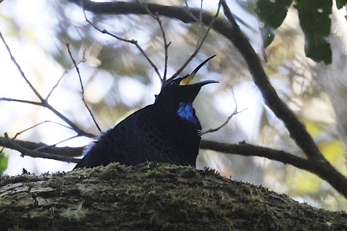 Paradise Riflebird - ML647583794