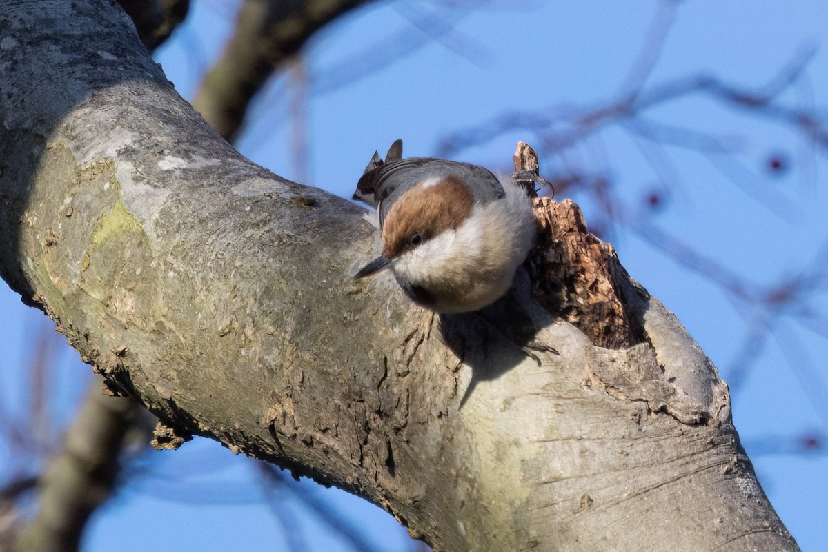 Brown-headed Nuthatch - ML647583798