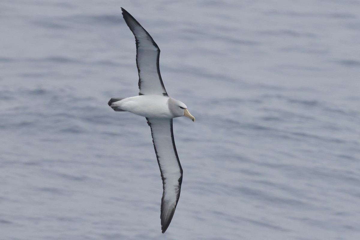 Salvin's Albatross - ML647583800
