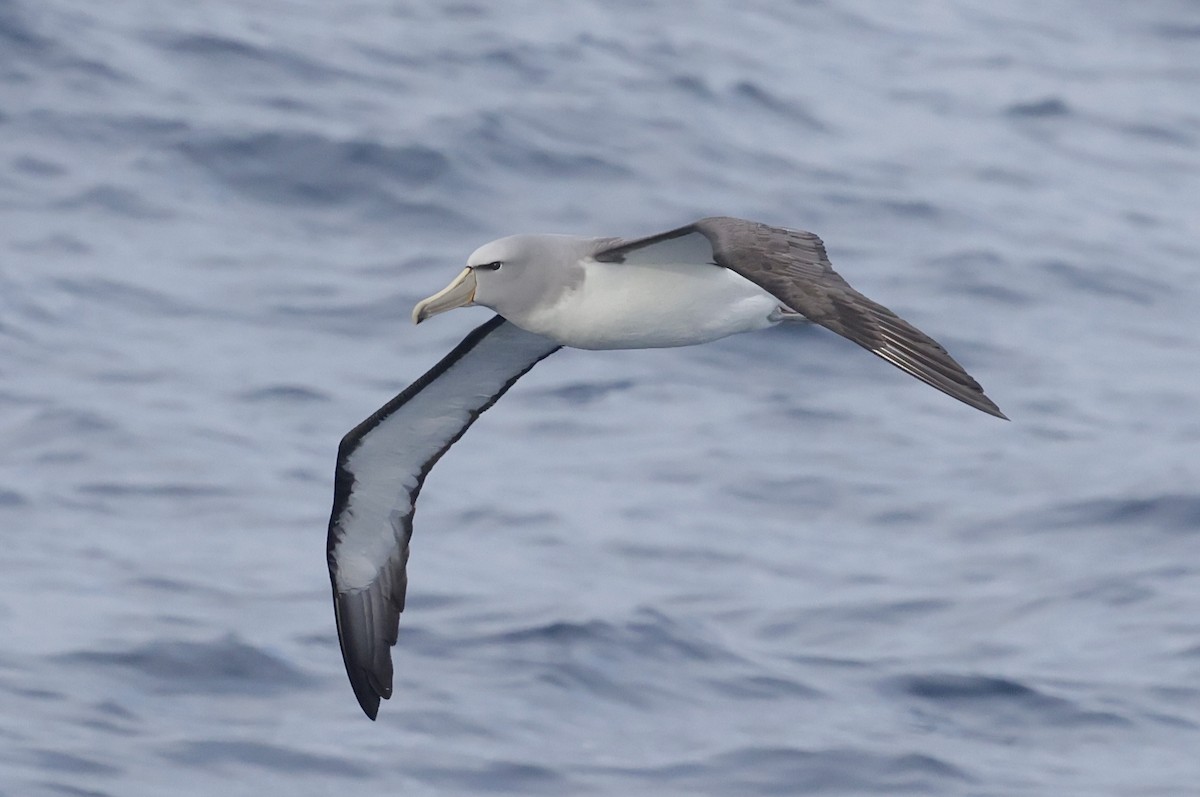 Salvin's Albatross - ML647583801