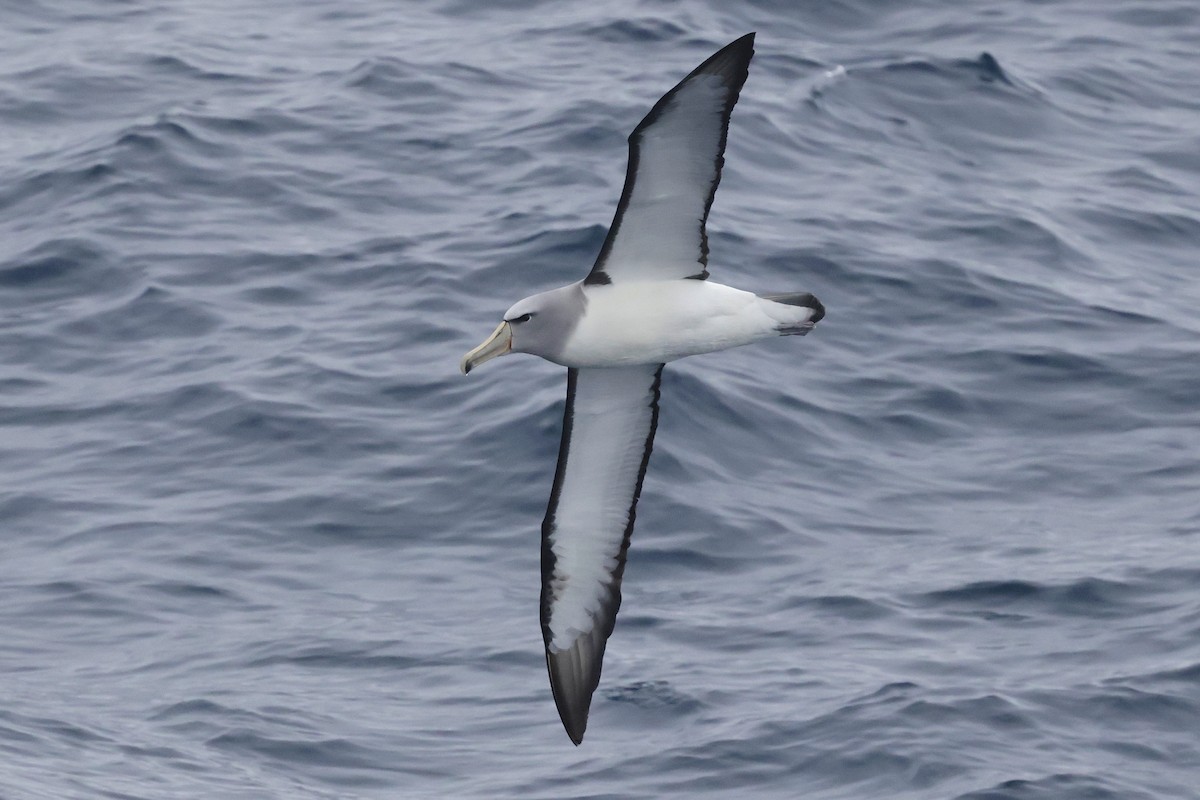 Salvin's Albatross - ML647583802