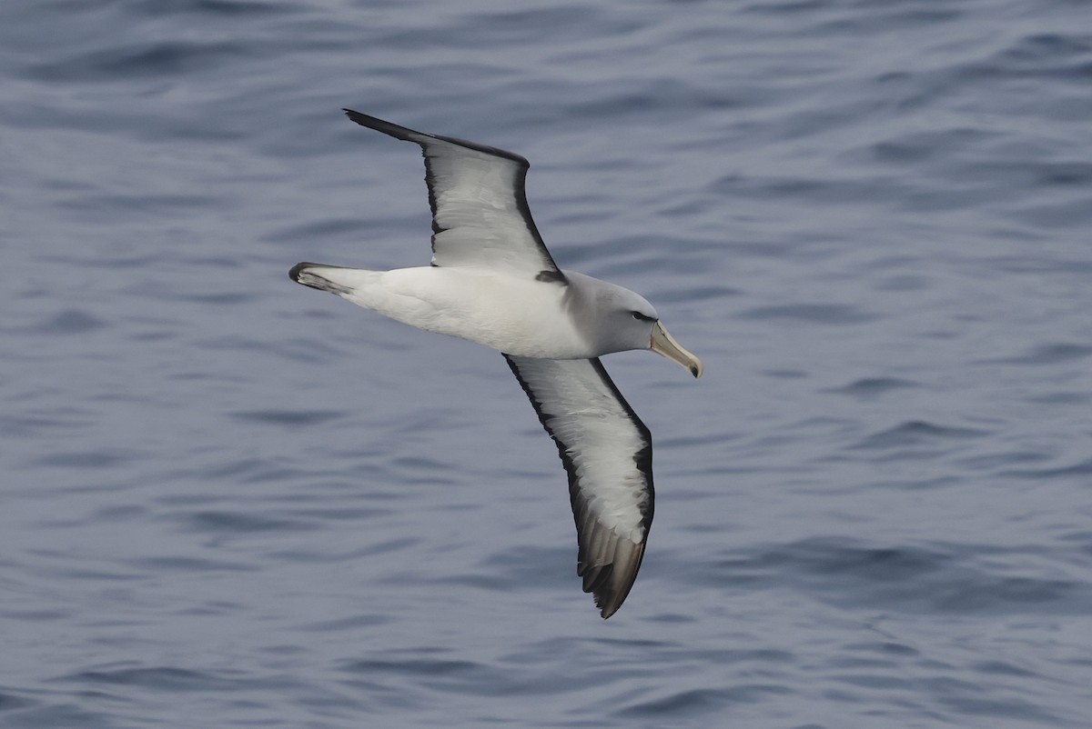 Salvin's Albatross - ML647583803