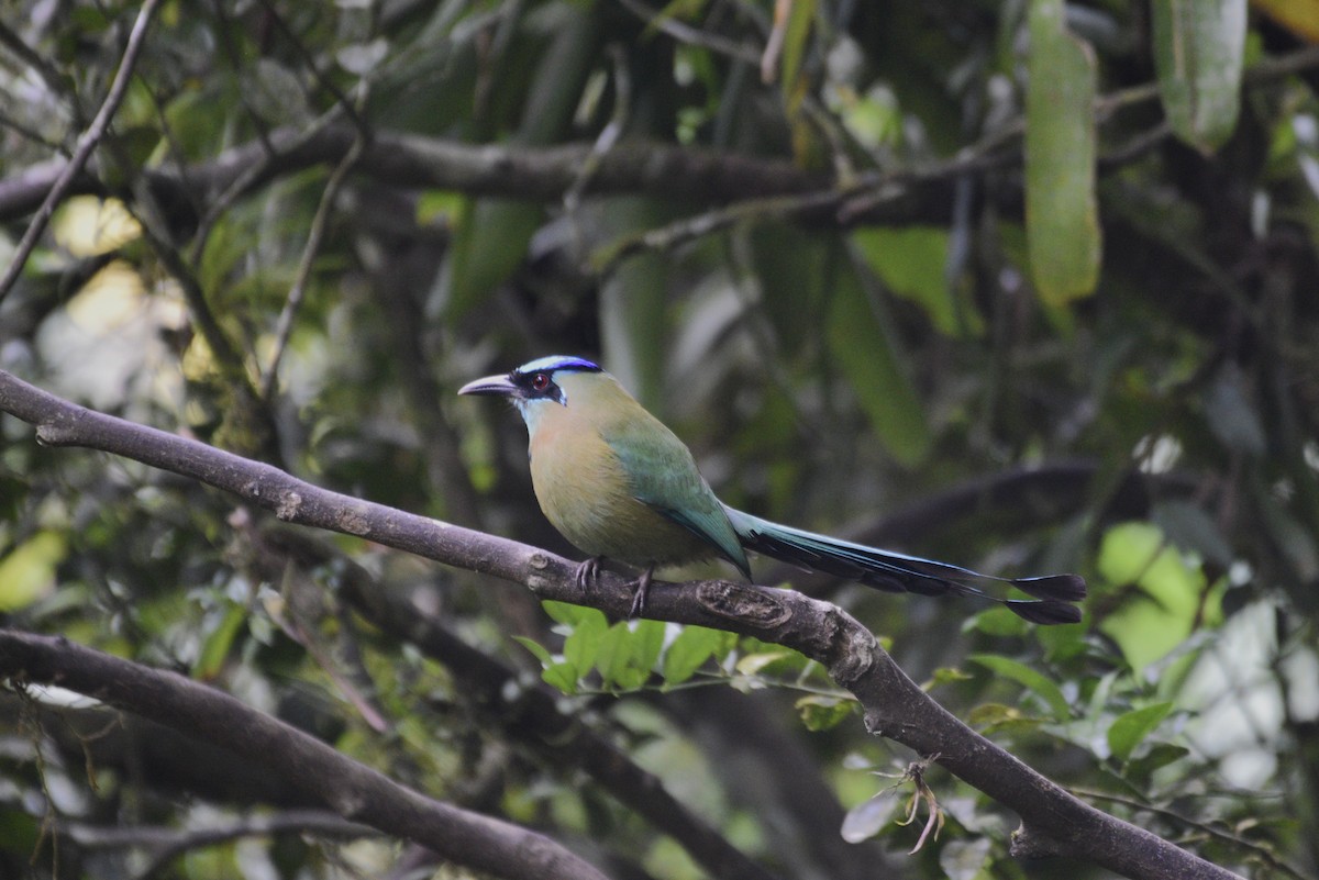 Lesson Motmotu - ML647583809