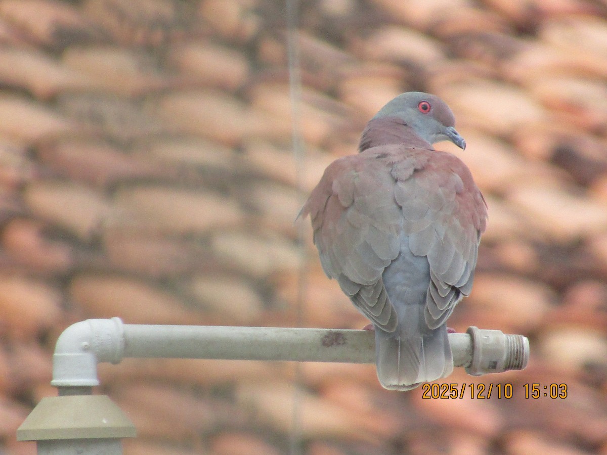 Paloma Colorada - ML647583810